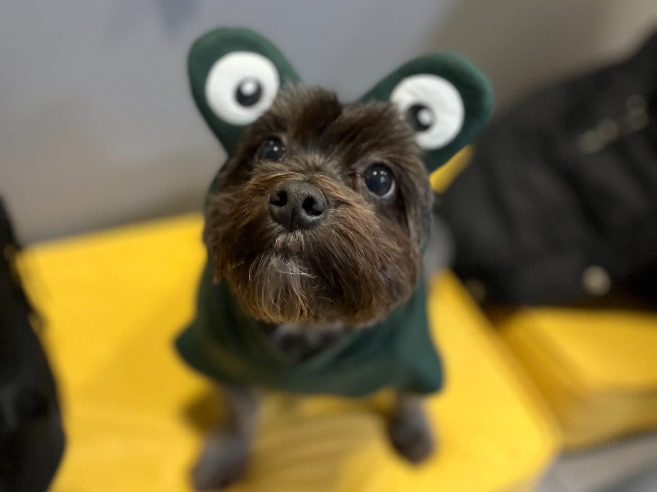 Depois - Tosa higiênica + hidratação — PETBASE Porto Alegre